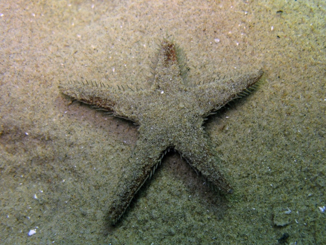 Astropecten spinulosus (Philippi, 1837)